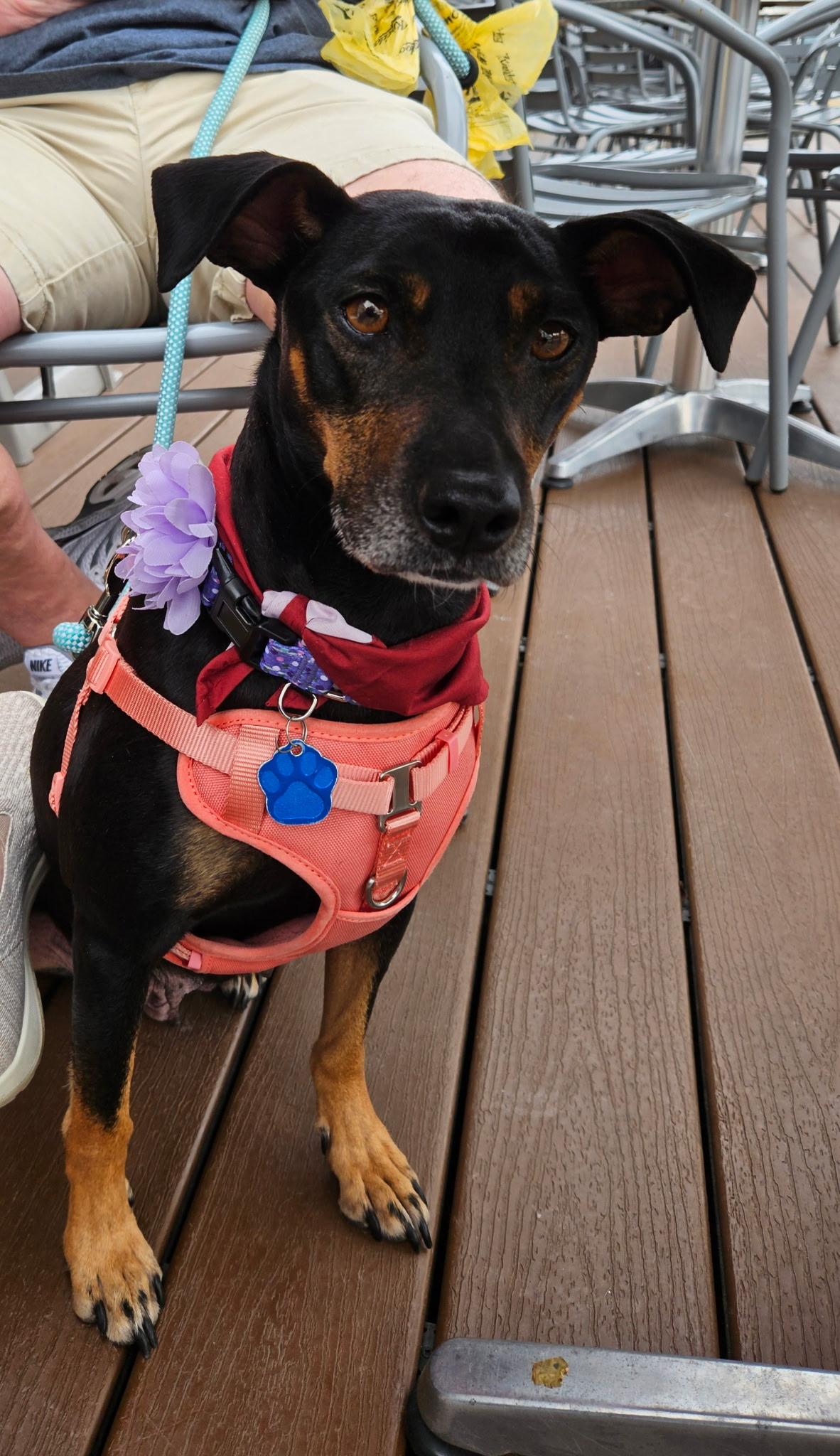 Enlarge Bella , a ADOPTABLE mixed breed in Waxhaw, NC image 3/3