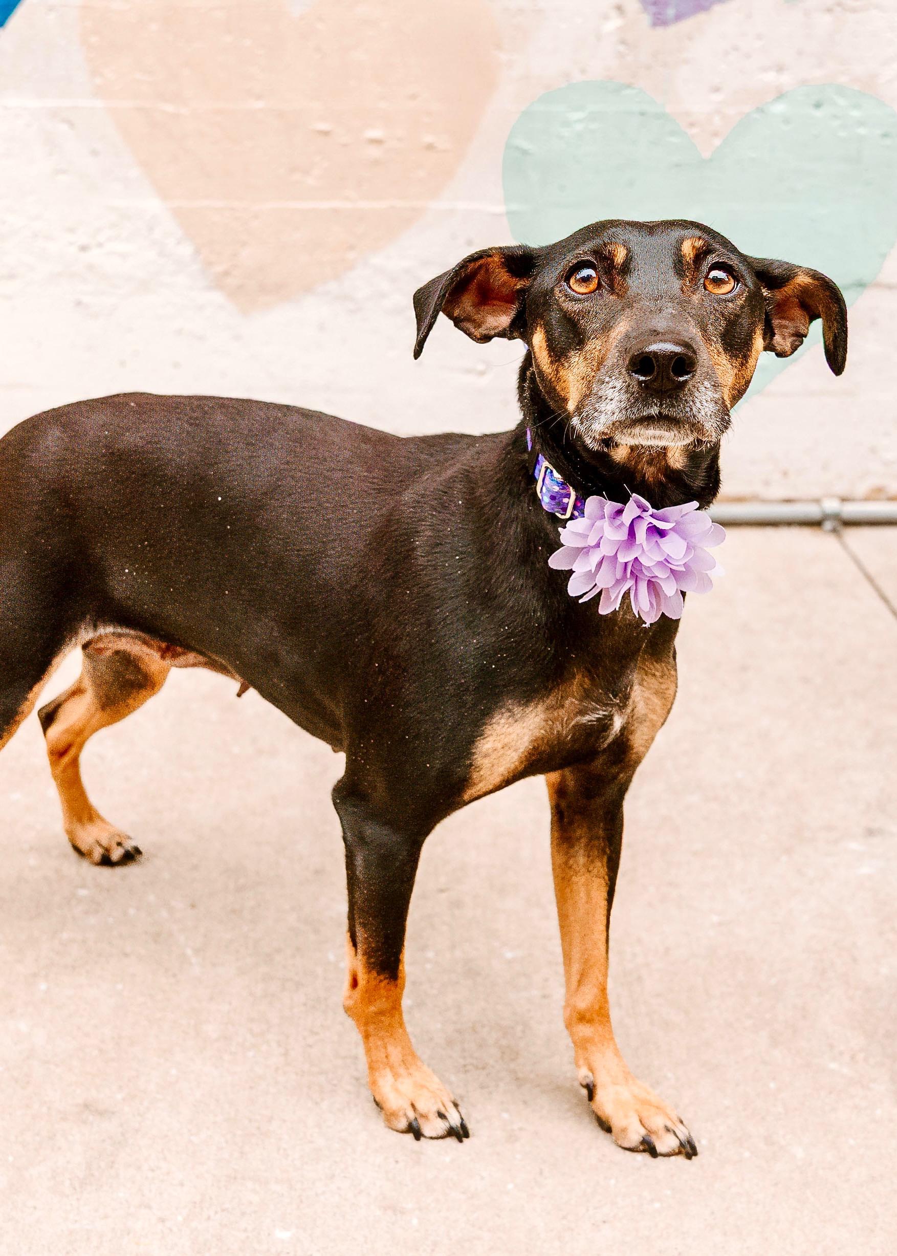 Enlarge Bella , a ADOPTABLE mixed breed in Waxhaw, NC image 4/5