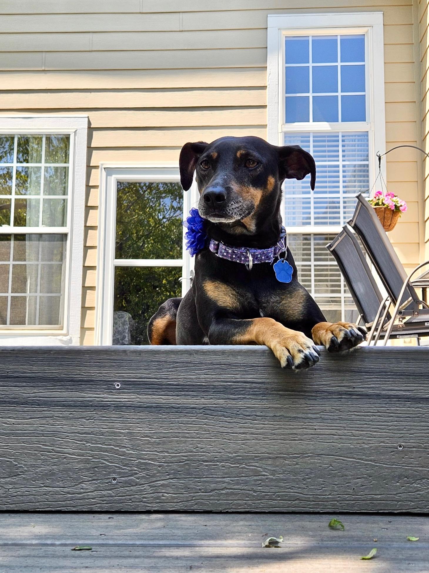 Enlarge Bella , a ADOPTABLE mixed breed in Waxhaw, NC image 6/6