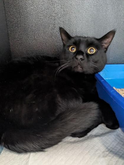 Salem, adopted, Adult Male Domestic Short Hair.