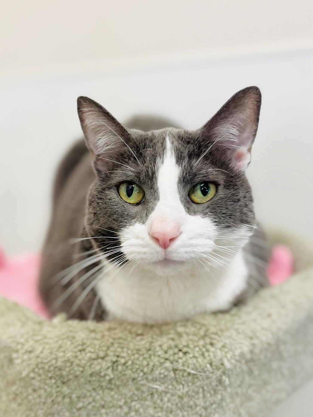 Enlarge Batman, an adopted Domestic Short Hair in Boise, ID image 1/4