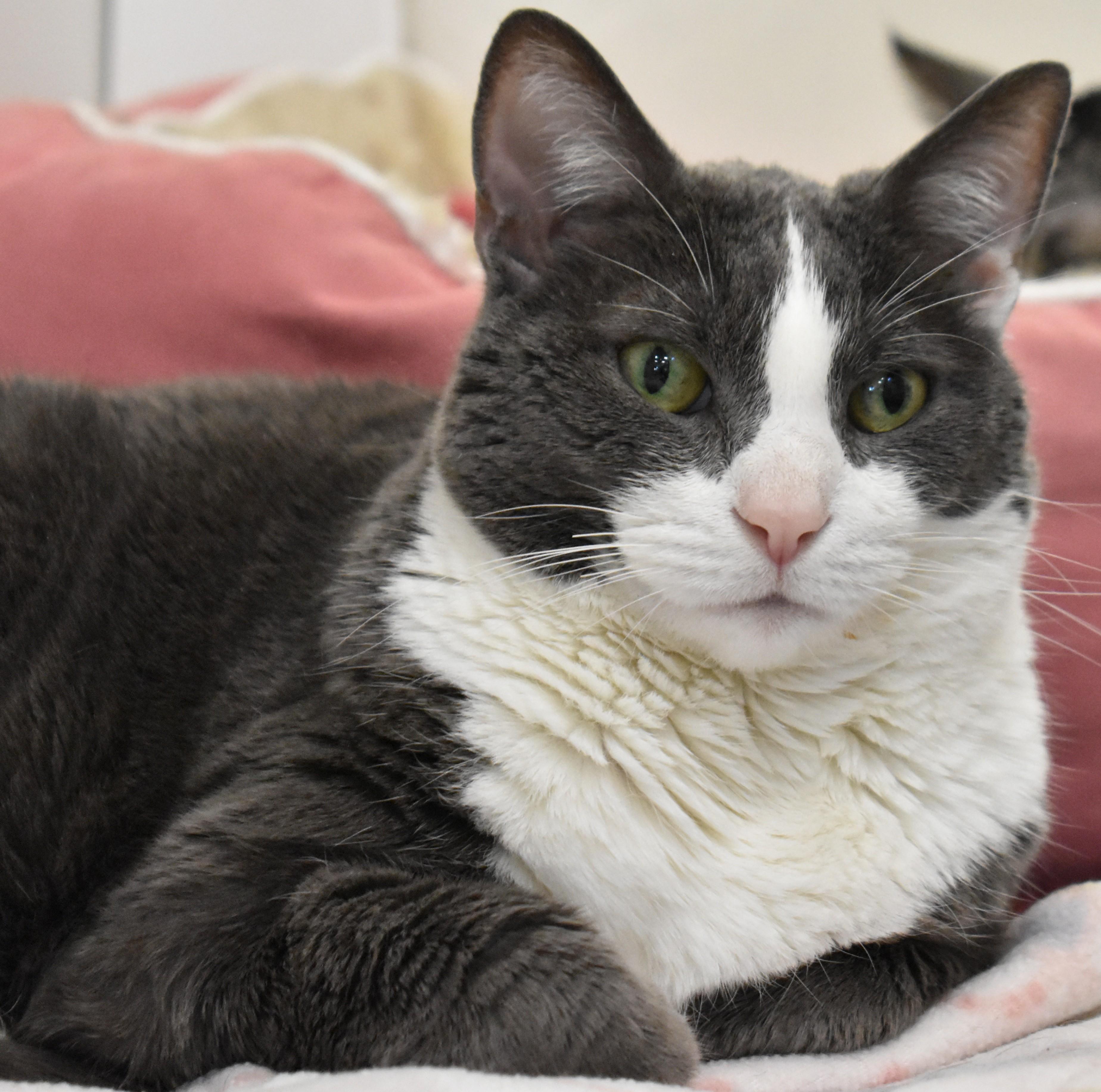 Enlarge Batman, an adopted Domestic Short Hair in Boise, ID image 3/4