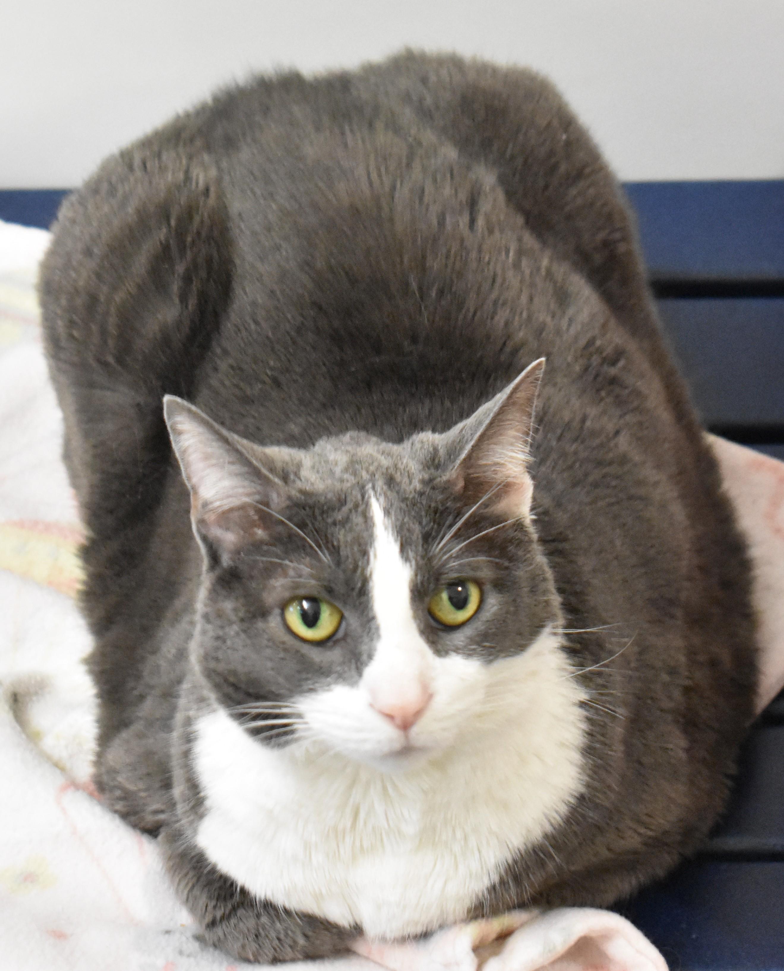 Enlarge Batman, an adopted Domestic Short Hair in Boise, ID image 2/4