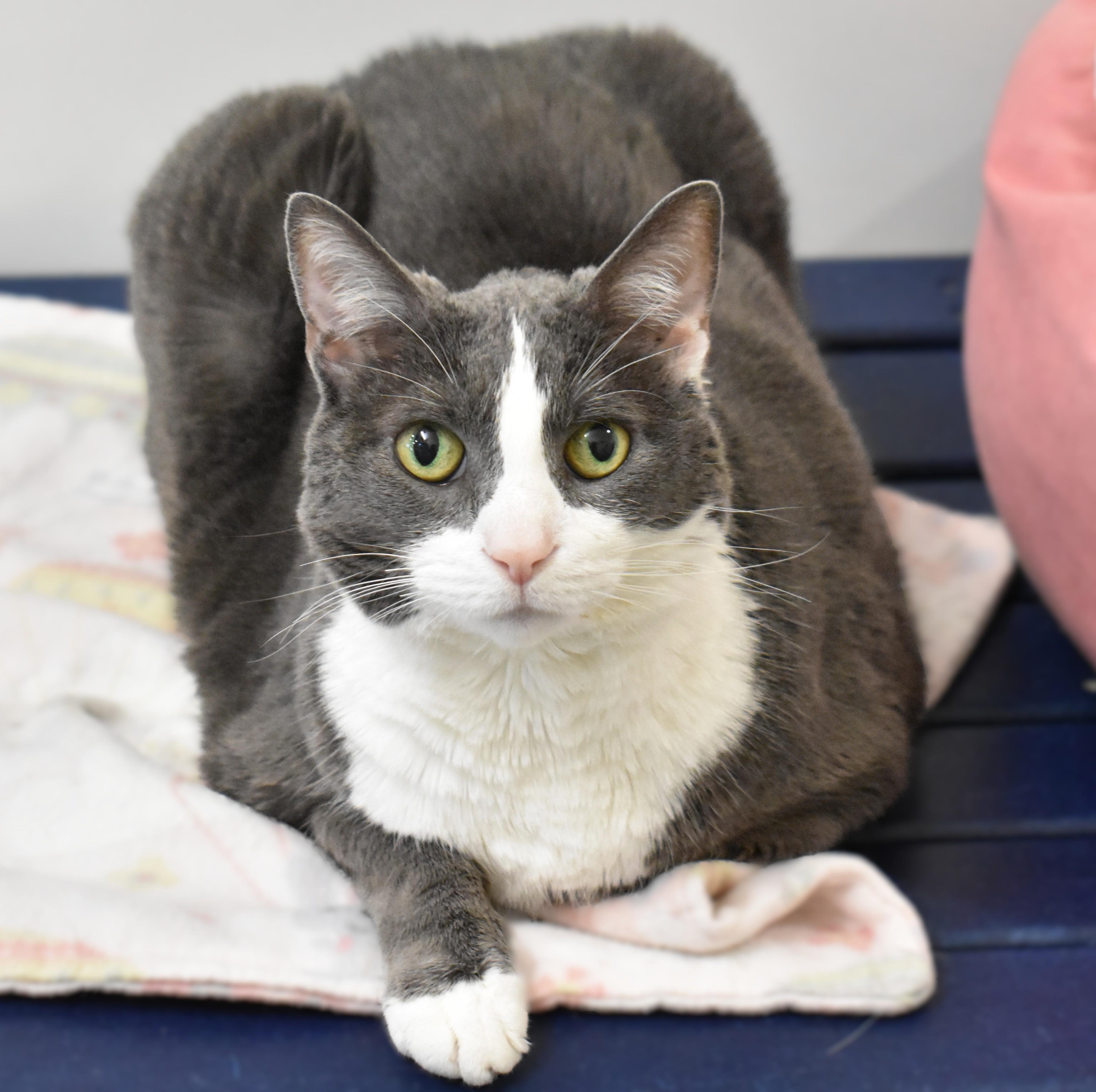 Enlarge Batman, an adopted Domestic Short Hair in Boise, ID image 4/4
