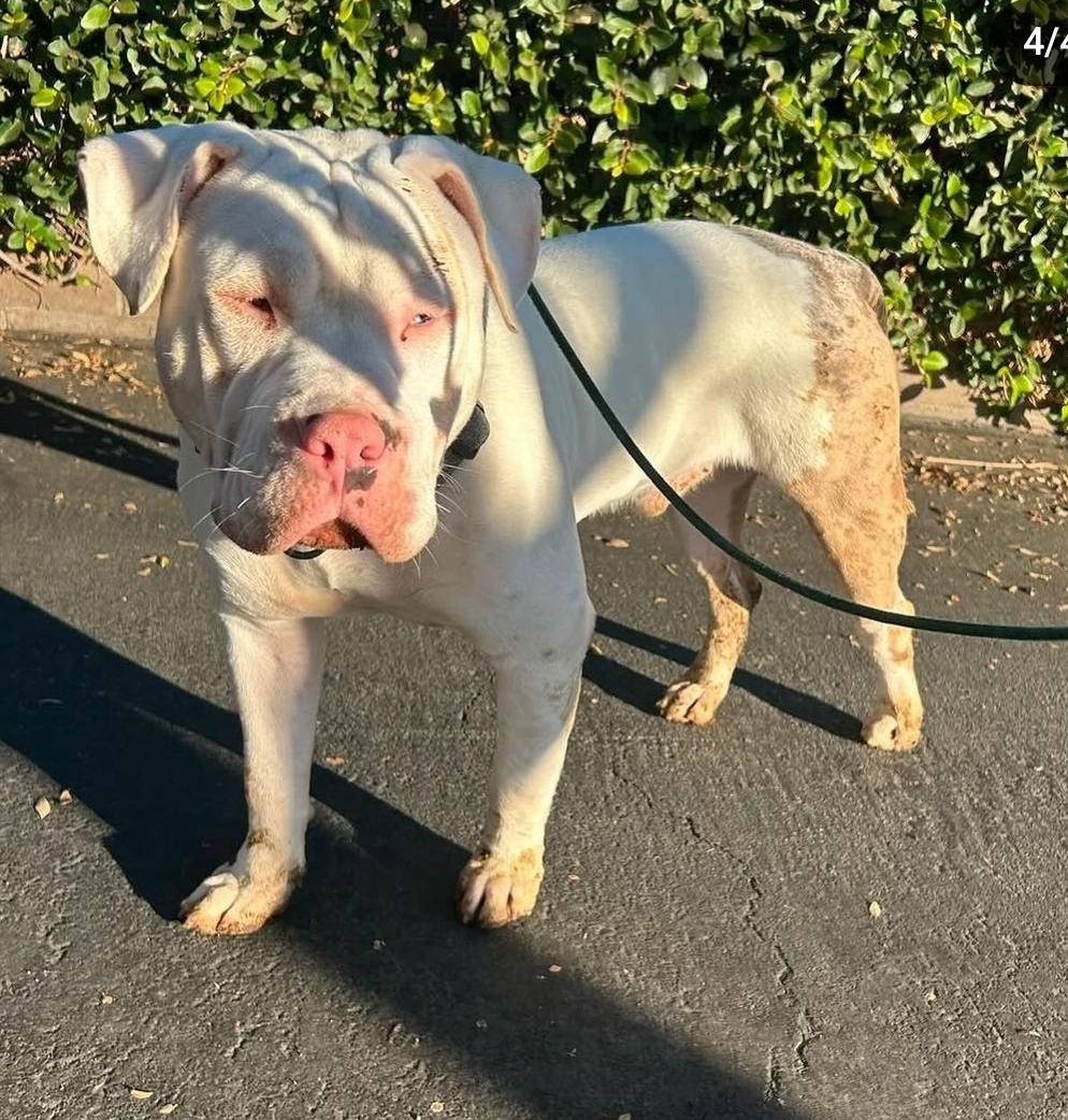 Enlarge Griff, a Adopted mixed breed in Whittier, CA image 1/2