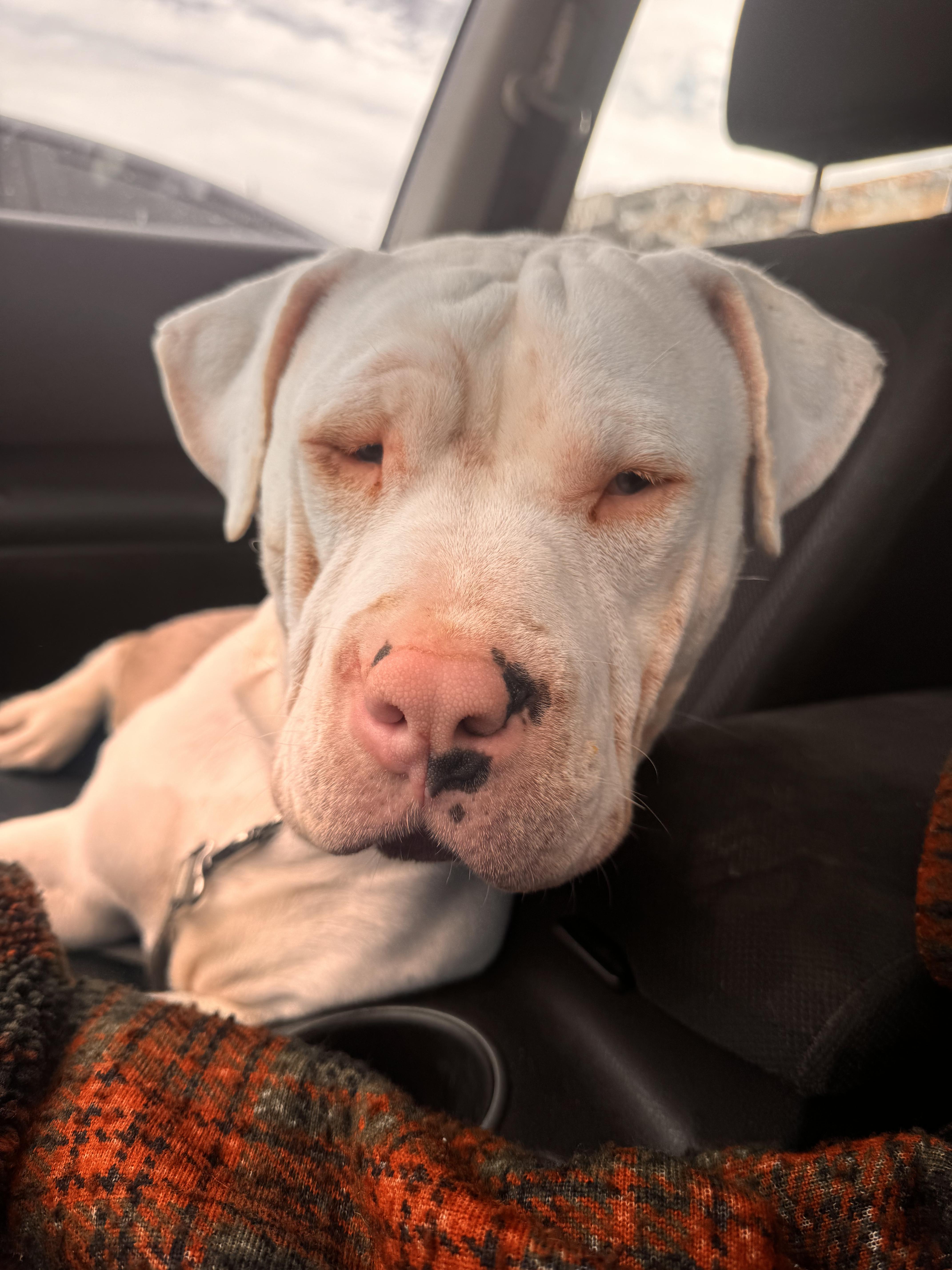 Enlarge Griff, a Adopted mixed breed in Whittier, CA image 2/2