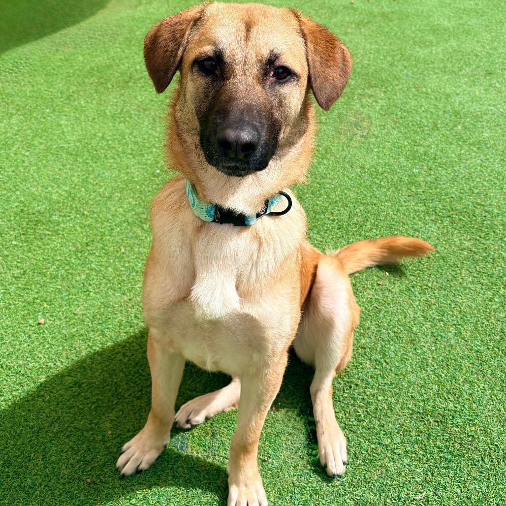 Moon Pie - PAWS, Adoptable, Adult Female Belgian Shepherd / Malinois & Mixed Breed.