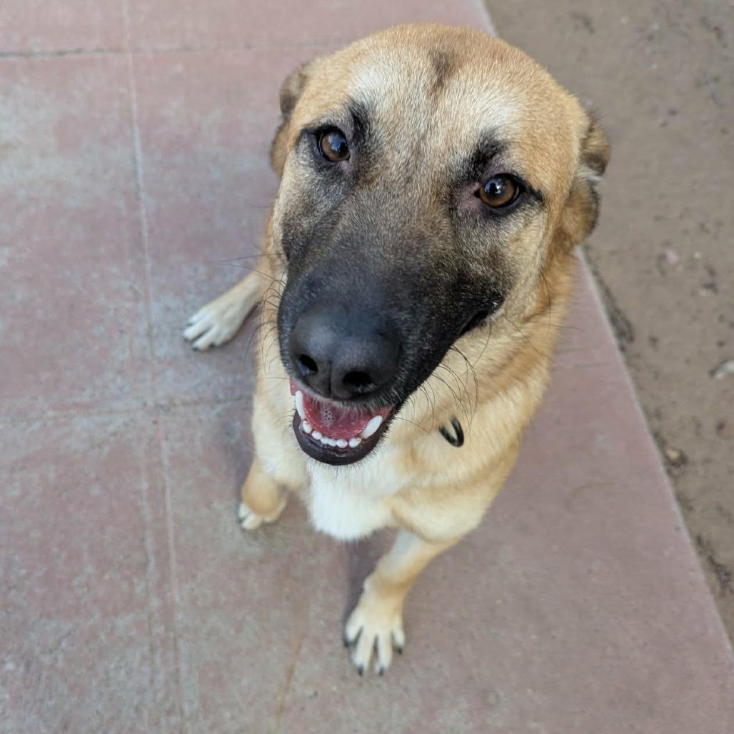 Enlarge Moon Pie - PAWS, a Adoptable mixed breed in Las Cruces, NM image 2/3