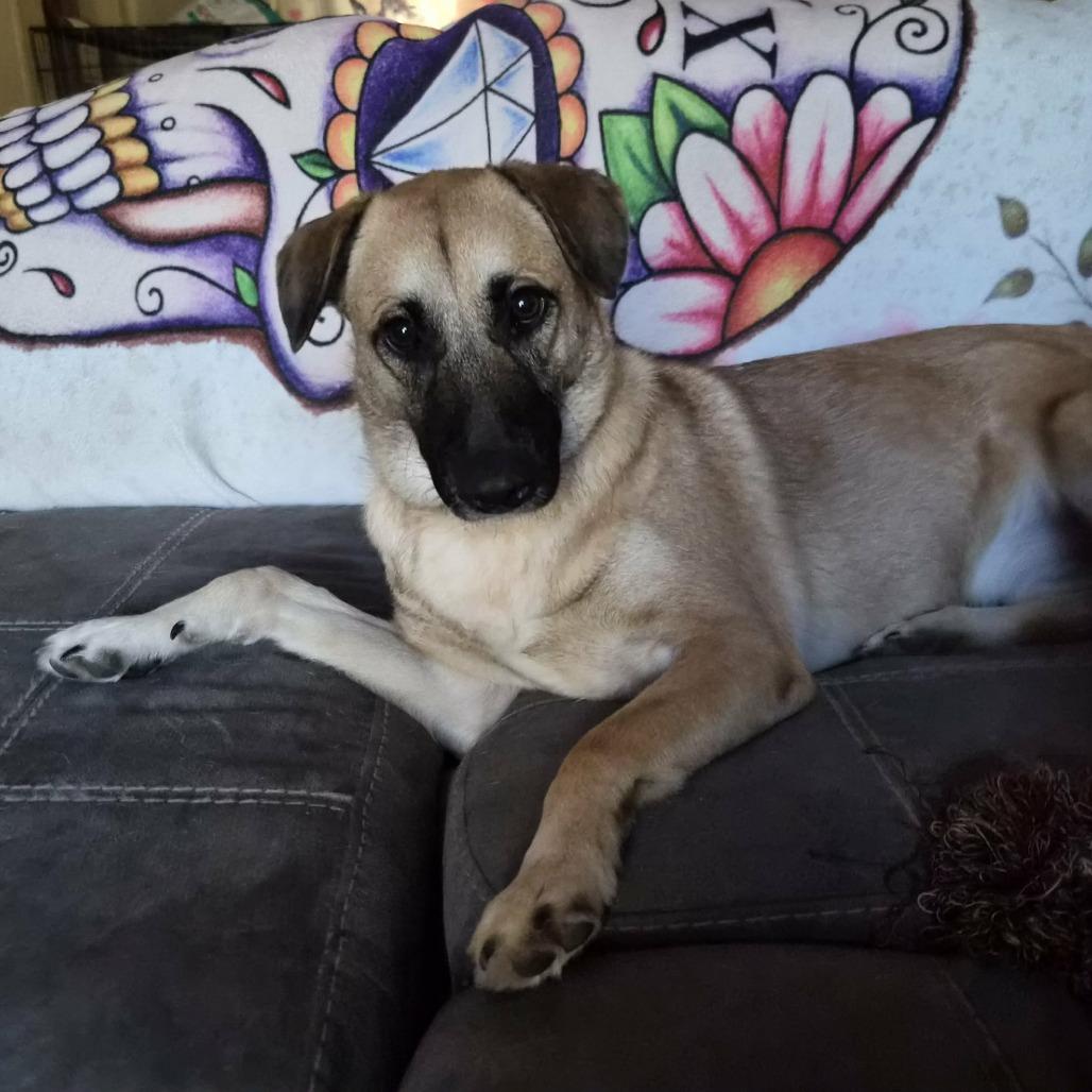 Enlarge Moon Pie - PAWS, a Adoptable mixed breed in Las Cruces, NM image 3/6