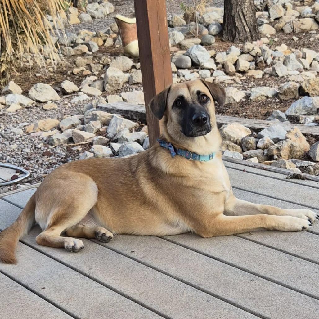 Moon Pie - PAWS, a Adoptable mixed breed in Las Cruces, NM image 3/5