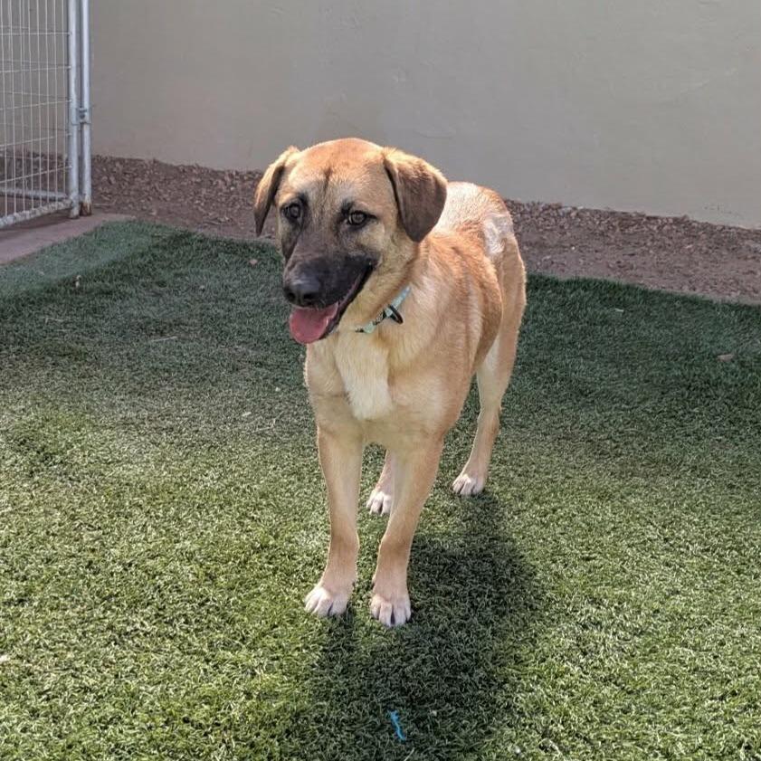 Enlarge Moon Pie - PAWS, a Adoptable mixed breed in Las Cruces, NM image 3/3