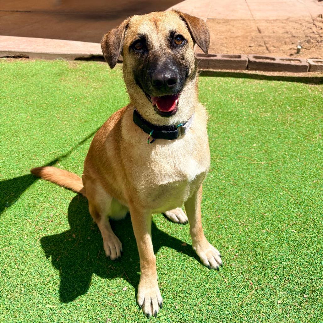 Enlarge Moon Pie - PAWS, a Adoptable mixed breed in Las Cruces, NM image 6/6