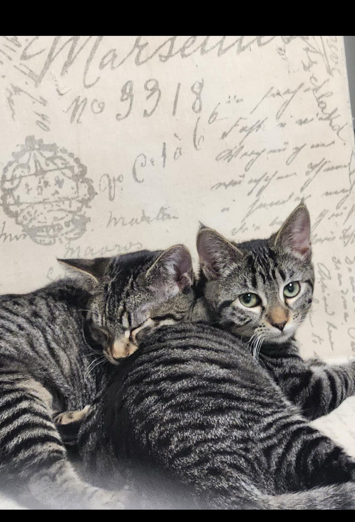 Presley & Purrrcilla, a Adoptable Domestic Short Hair in Missoula, MT image 1/4