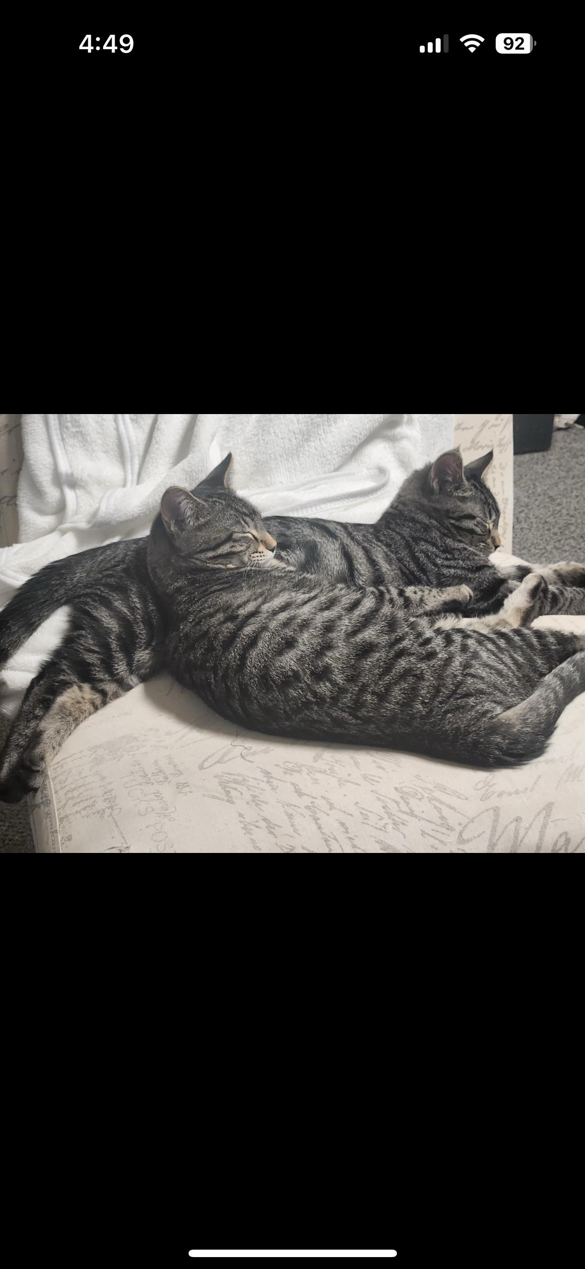 Presley & Purrrcilla, a Adoptable Domestic Short Hair in Missoula, MT image 2/4