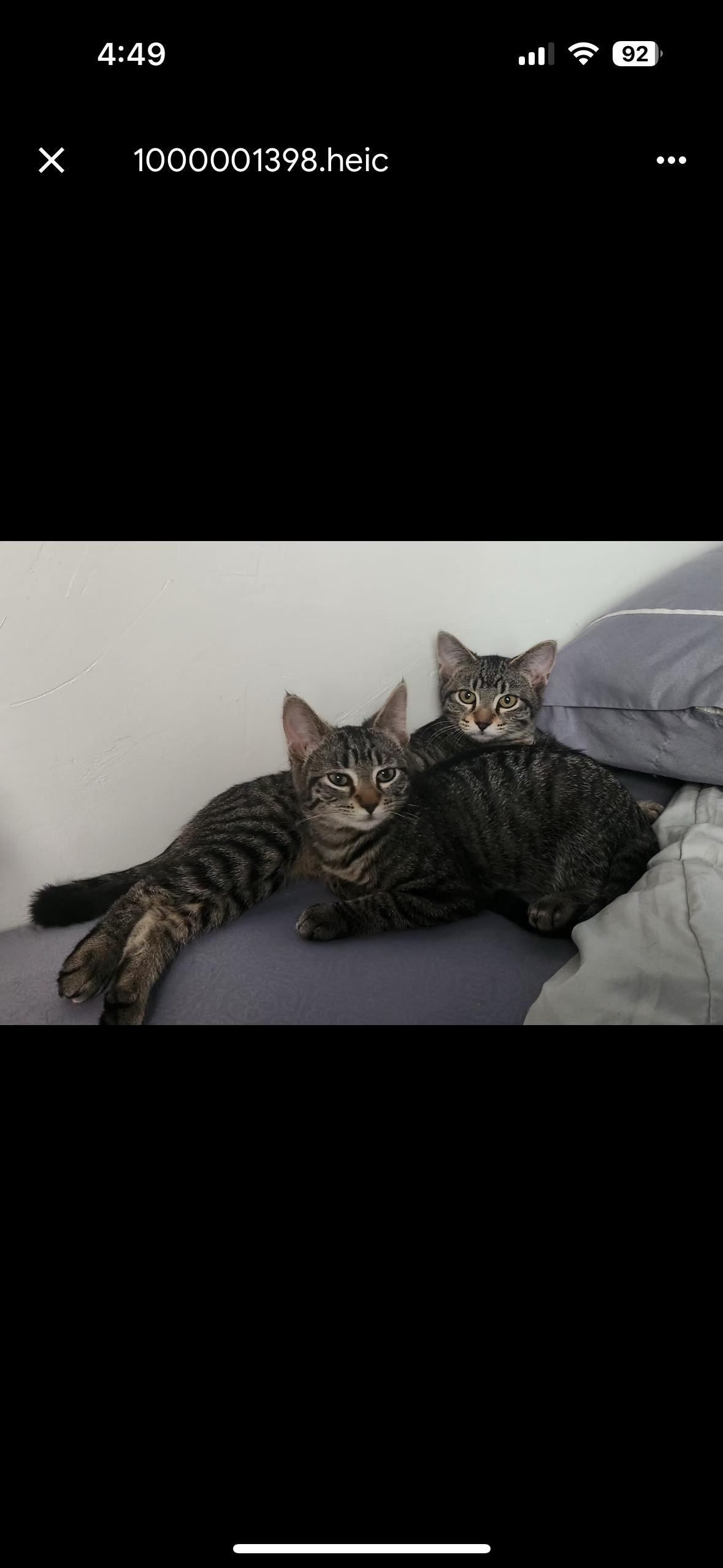 Presley & Purrrcilla, an adoptable Domestic Short Hair in Missoula, MT, 59801 | Photo Image 2