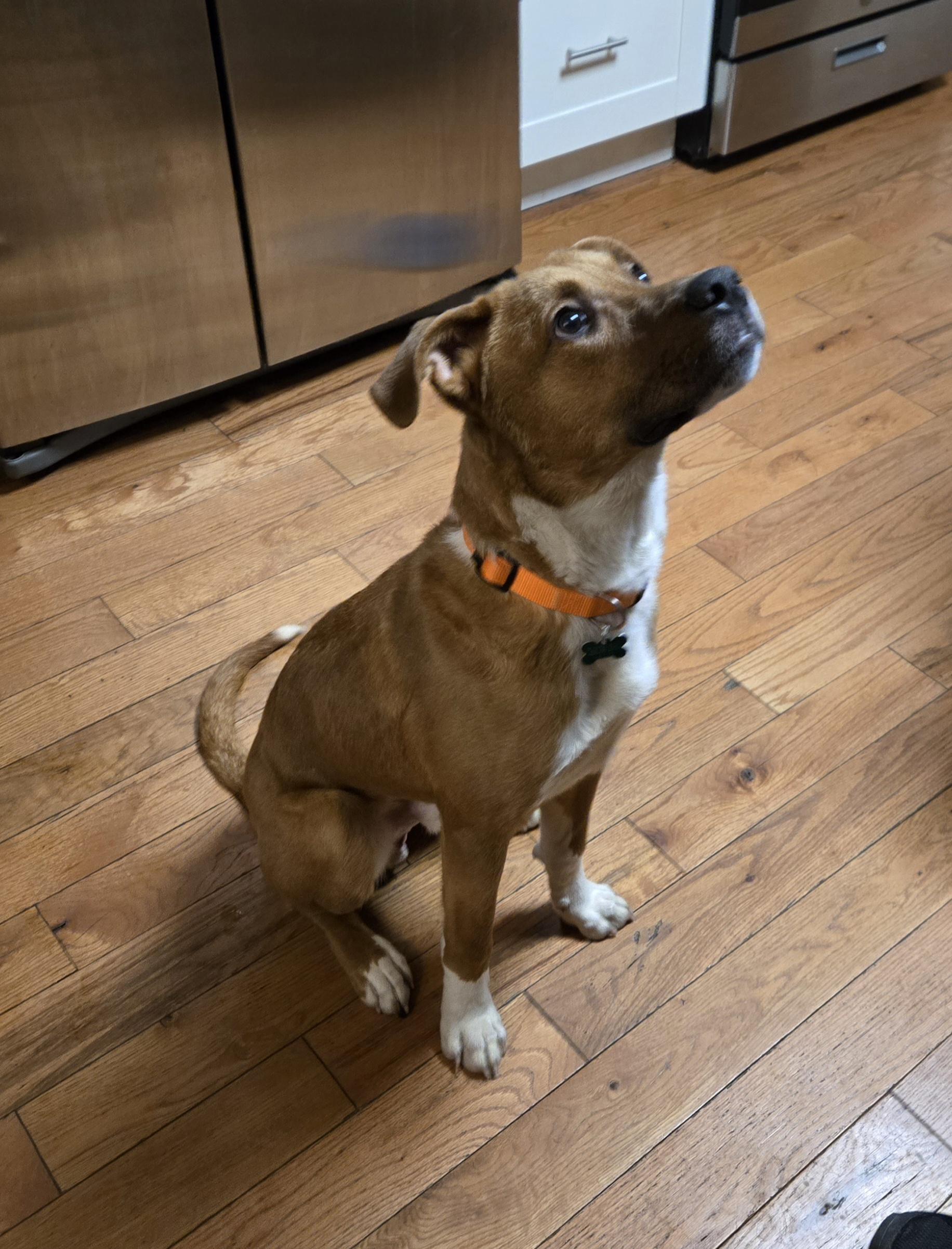 Enlarge Garland, a ADOPTABLE mixed breed in Aurora, IL image 4/5