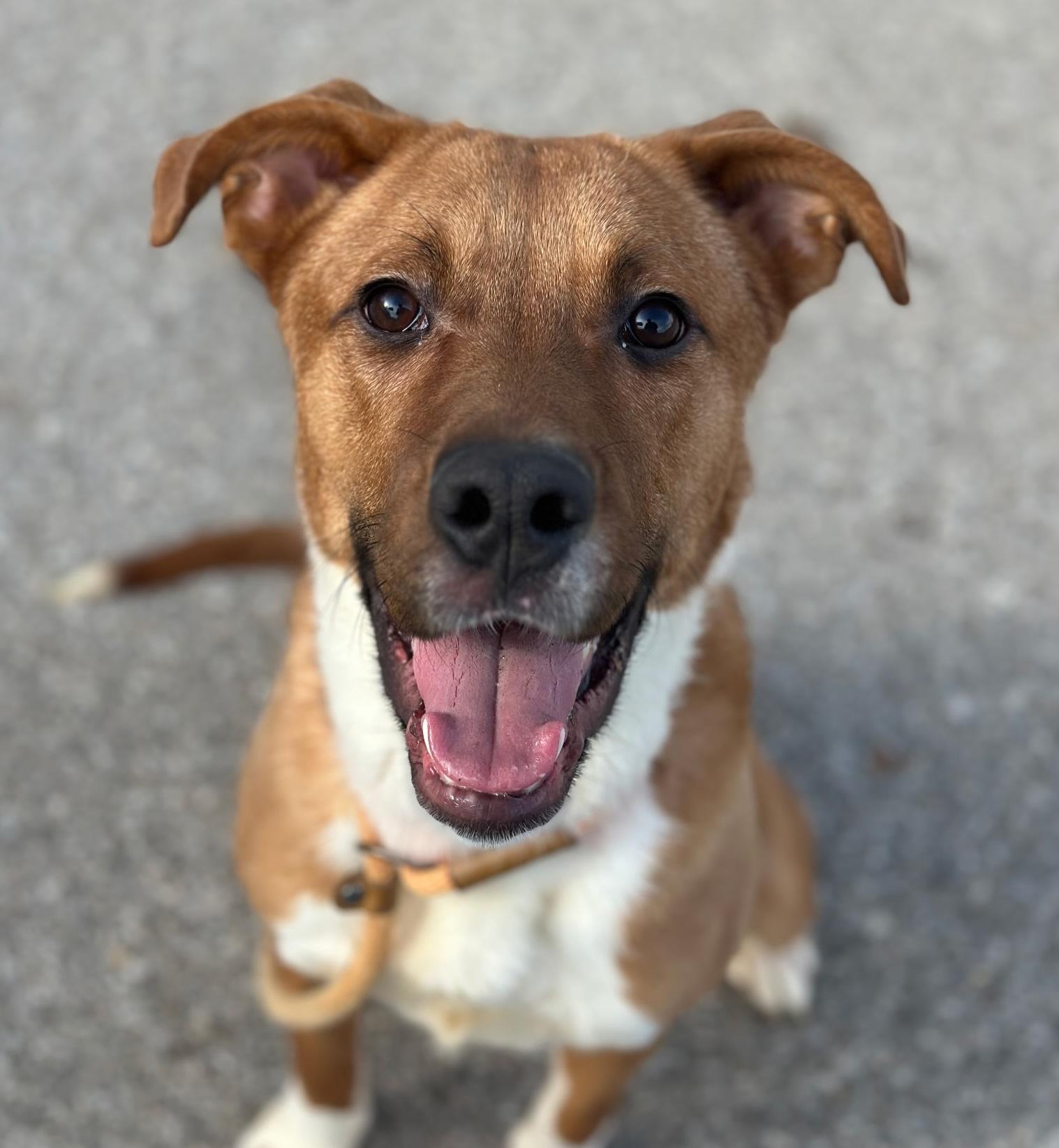 Garland, ADOPTABLE, Adult Male Boxer & Retriever.