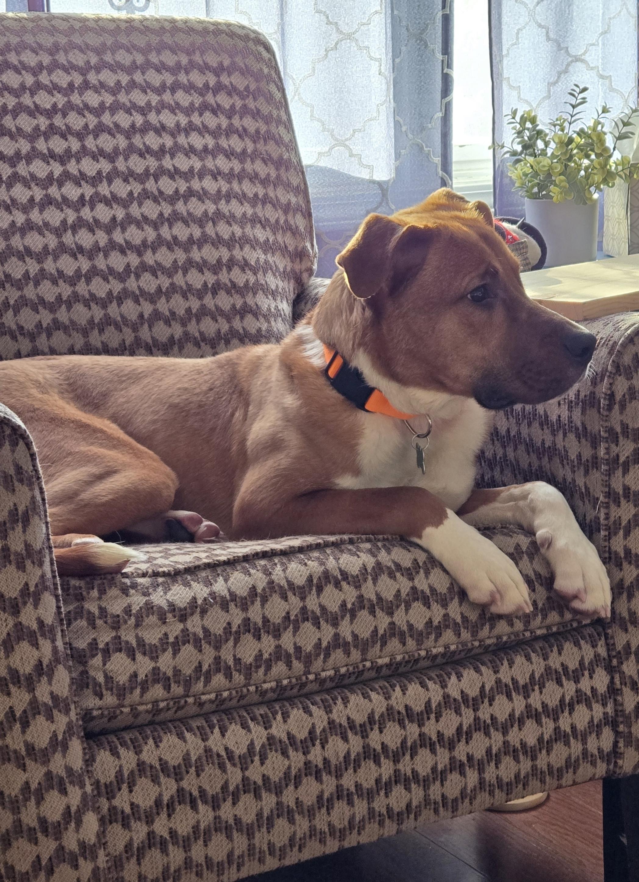 Enlarge Garland, a ADOPTABLE mixed breed in Aurora, IL image 5/5