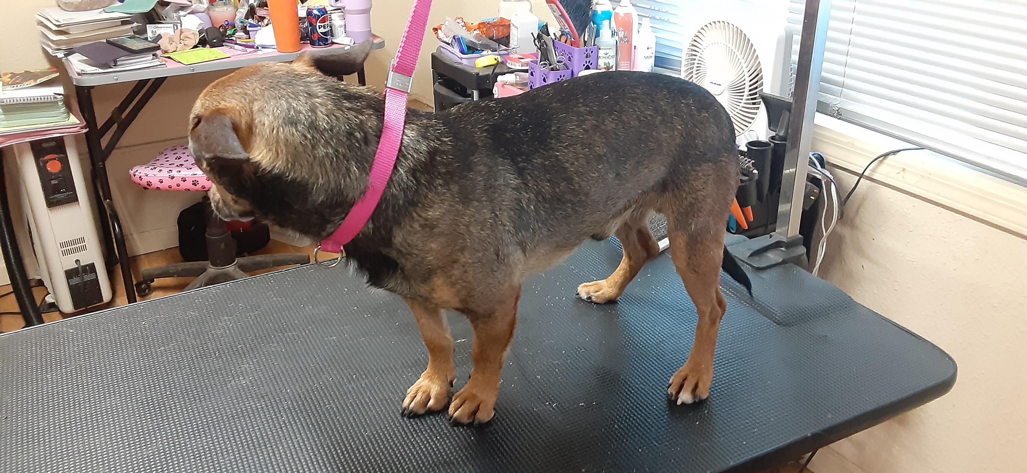 Enlarge Chalupa, a Adoptable mixed breed in Shingletown, CA image 4/4