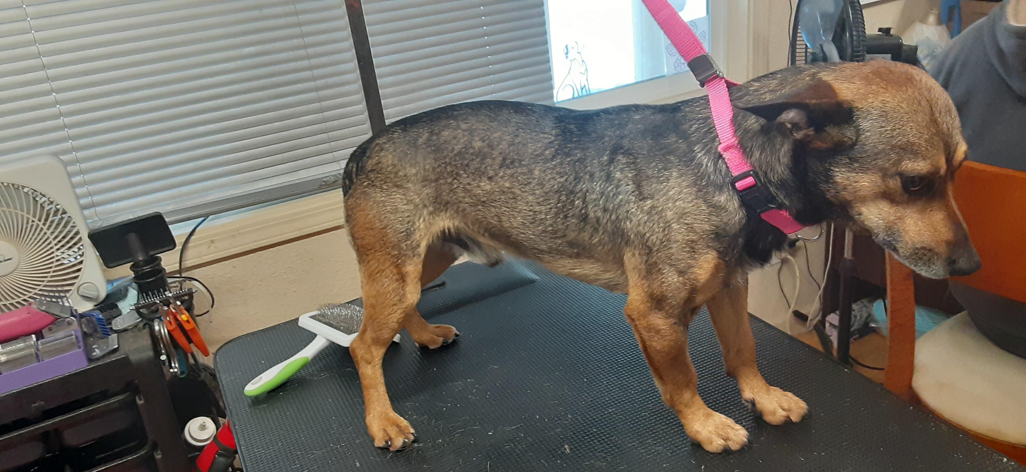 Enlarge Chalupa, a Adoptable mixed breed in Shingletown, CA image 3/4