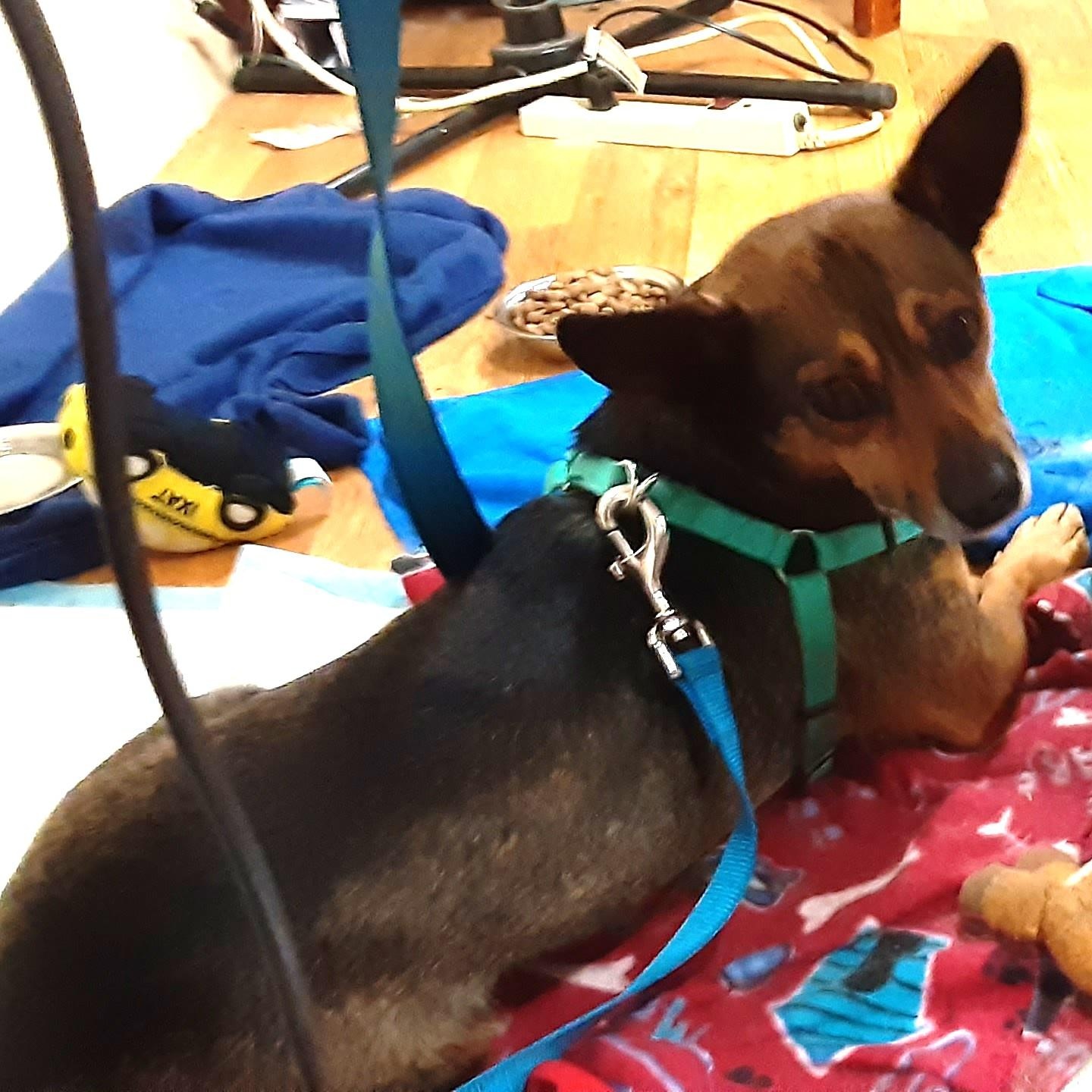 Enlarge Chalupa, a Adoptable mixed breed in Shingletown, CA image 2/4