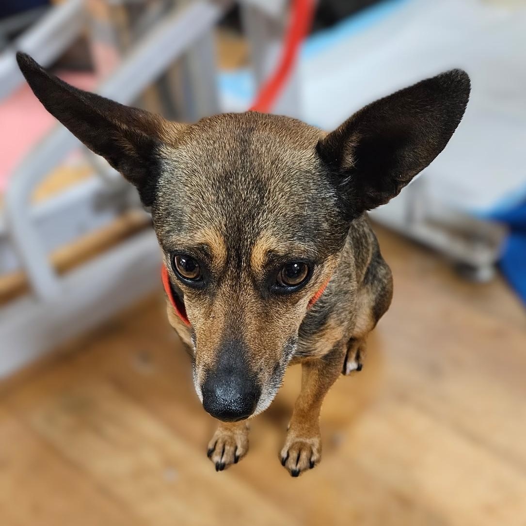 Chalupa, Adoptable, Adult Male Chihuahua & Jack Russell Terrier.