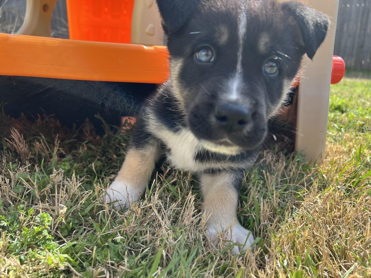 Enlarge Leo, an adopted mixed breed in Mansfield, TX image 1/2