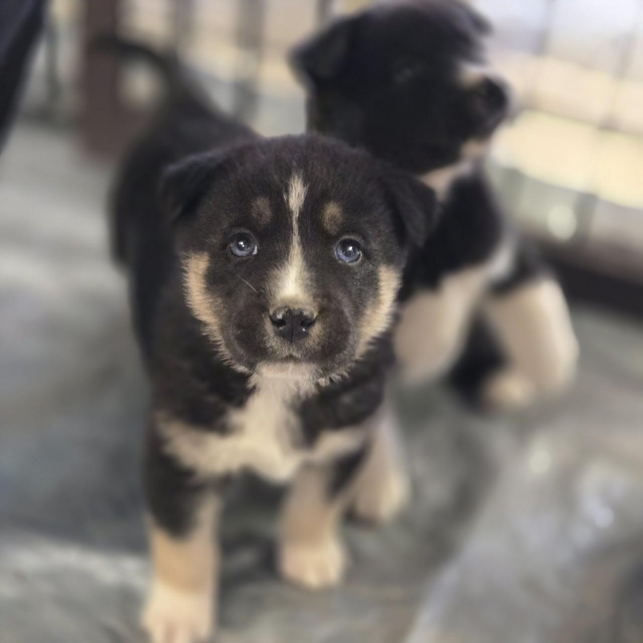 Enlarge Leo, an adopted mixed breed in Mansfield, TX image 2/2