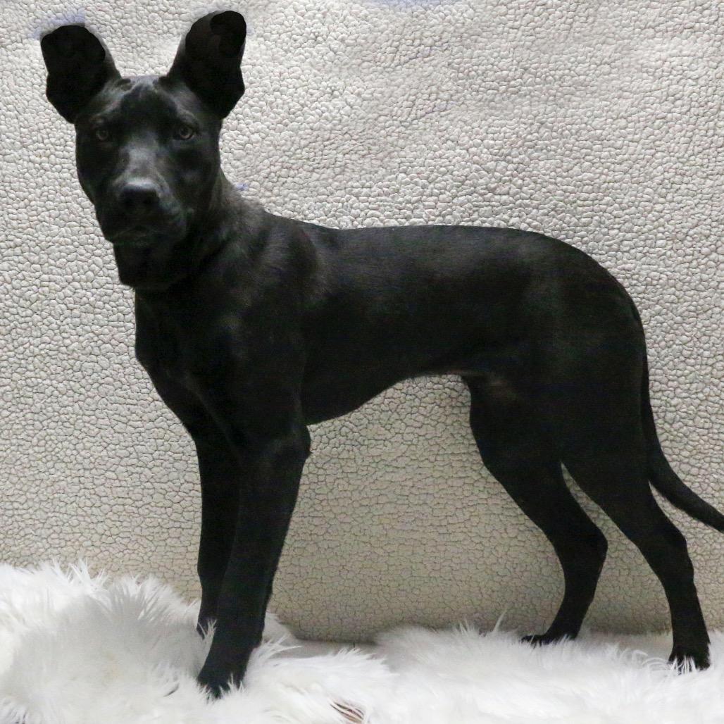 Enlarge Rollins aka Happy, a Adoptable Mixed Breed in Casa Grande, AZ image 1/1