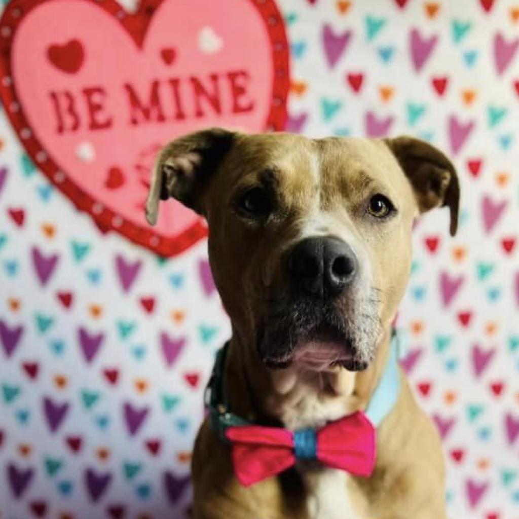Enlarge Legacy (Leggy Lou), a Adoptable Pit Bull Terrier in Spring Hill, KS image 1/6