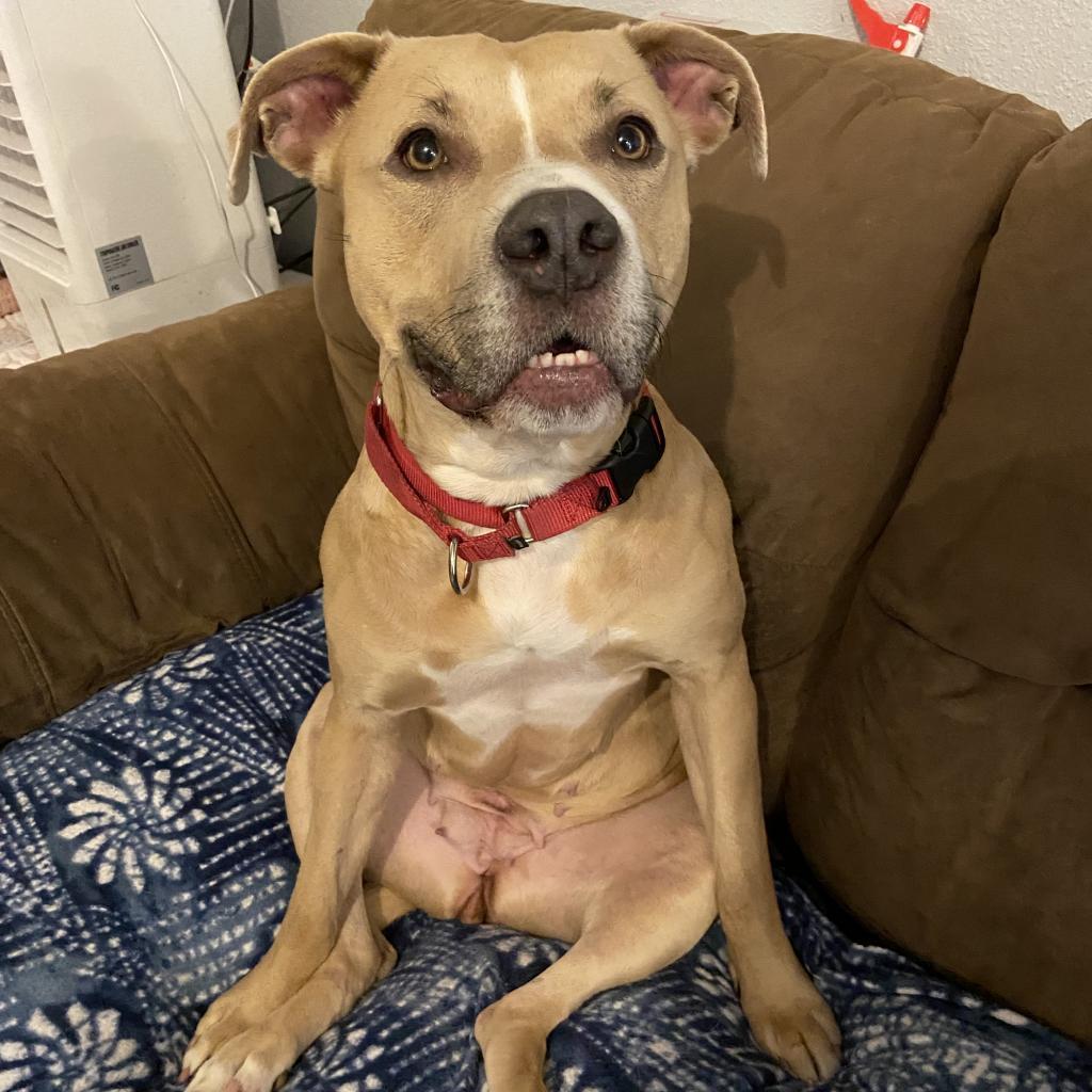 Enlarge Legacy (Leggy Lou), a Adoptable Pit Bull Terrier in Spring Hill, KS image 2/6