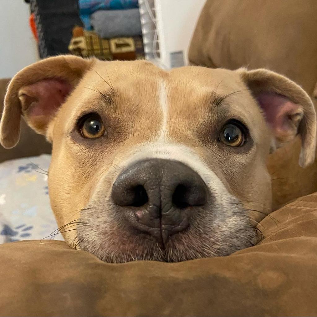 Enlarge Legacy (Leggy Lou), a Adoptable Pit Bull Terrier in Spring Hill, KS image 3/6