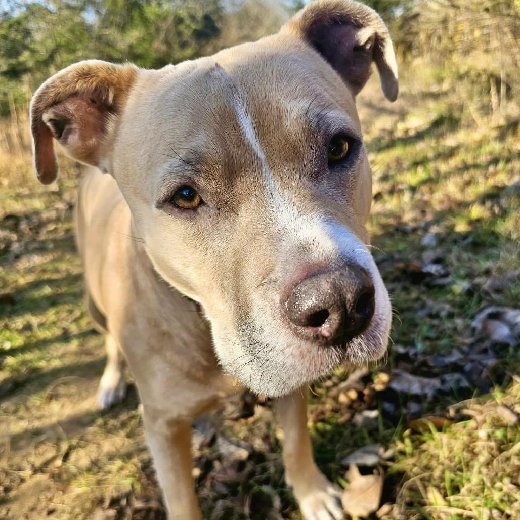 Enlarge Legacy (Leggy Lou), a Adoptable Pit Bull Terrier in Spring Hill, KS image 4/6