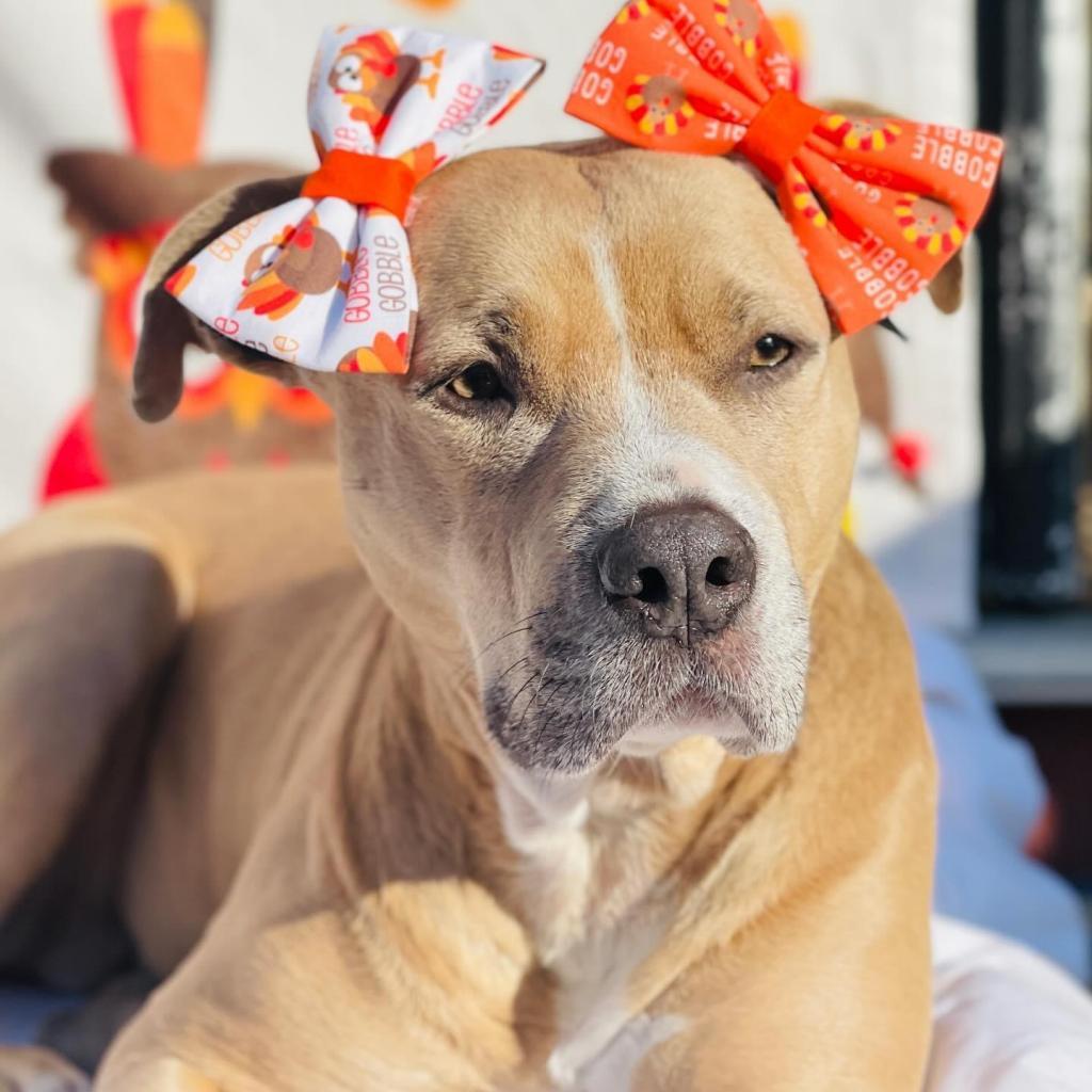 Enlarge Legacy (Leggy Lou), a Adoptable Pit Bull Terrier in Spring Hill, KS image 5/6