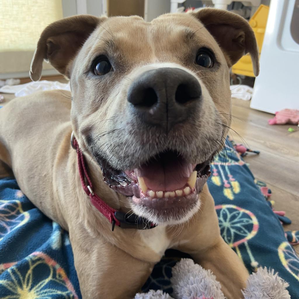 Enlarge Legacy (Leggy Lou), a Adoptable Pit Bull Terrier in Spring Hill, KS image 6/6