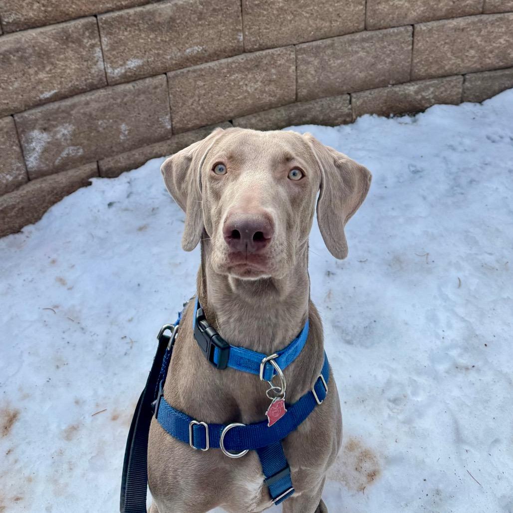 Enlarge Lola, a Adoptable Weimaraner in Glenwood Springs, CO image 3/5