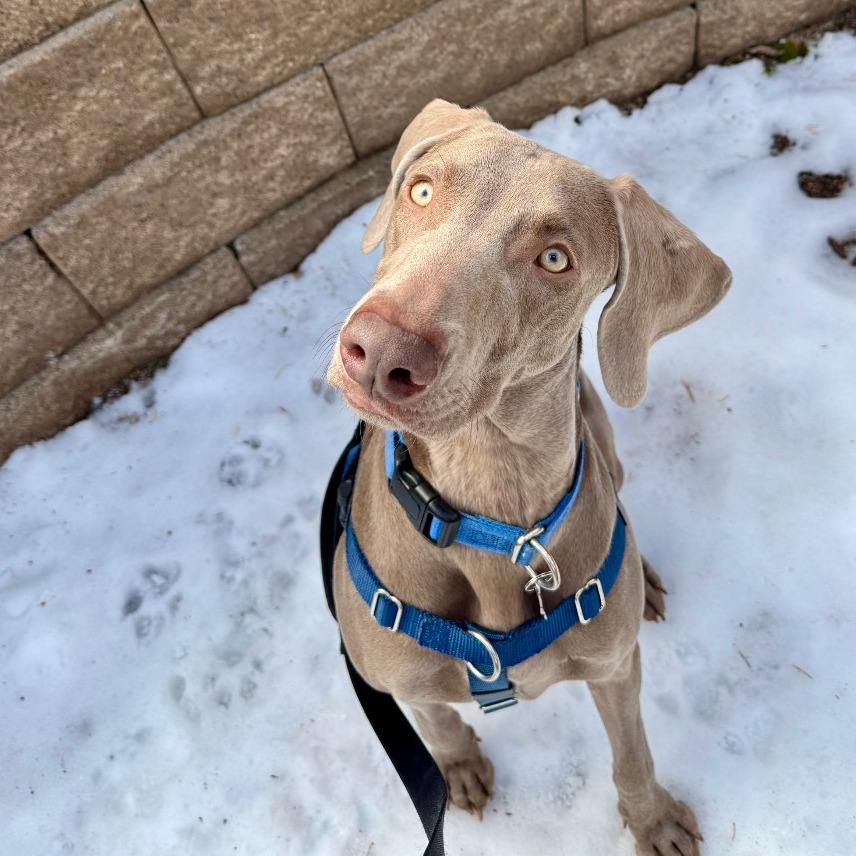 Enlarge Lola, a Adoptable Weimaraner in Glenwood Springs, CO image 5/5