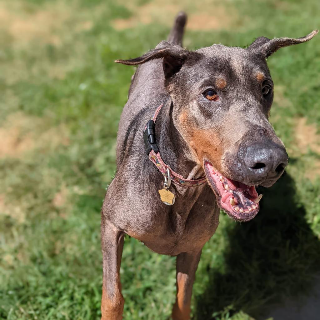 7627 King - I'm a SSNAP Dog, Adoptable, Senior Male Doberman Pinscher.