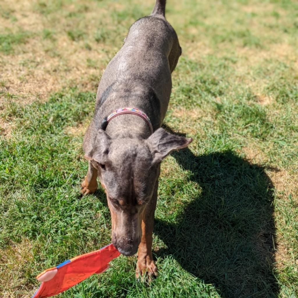 Enlarge 7627 King - I'm a SSNAP Dog, a Adoptable Doberman Pinscher in Sandown, NH image 2/3
