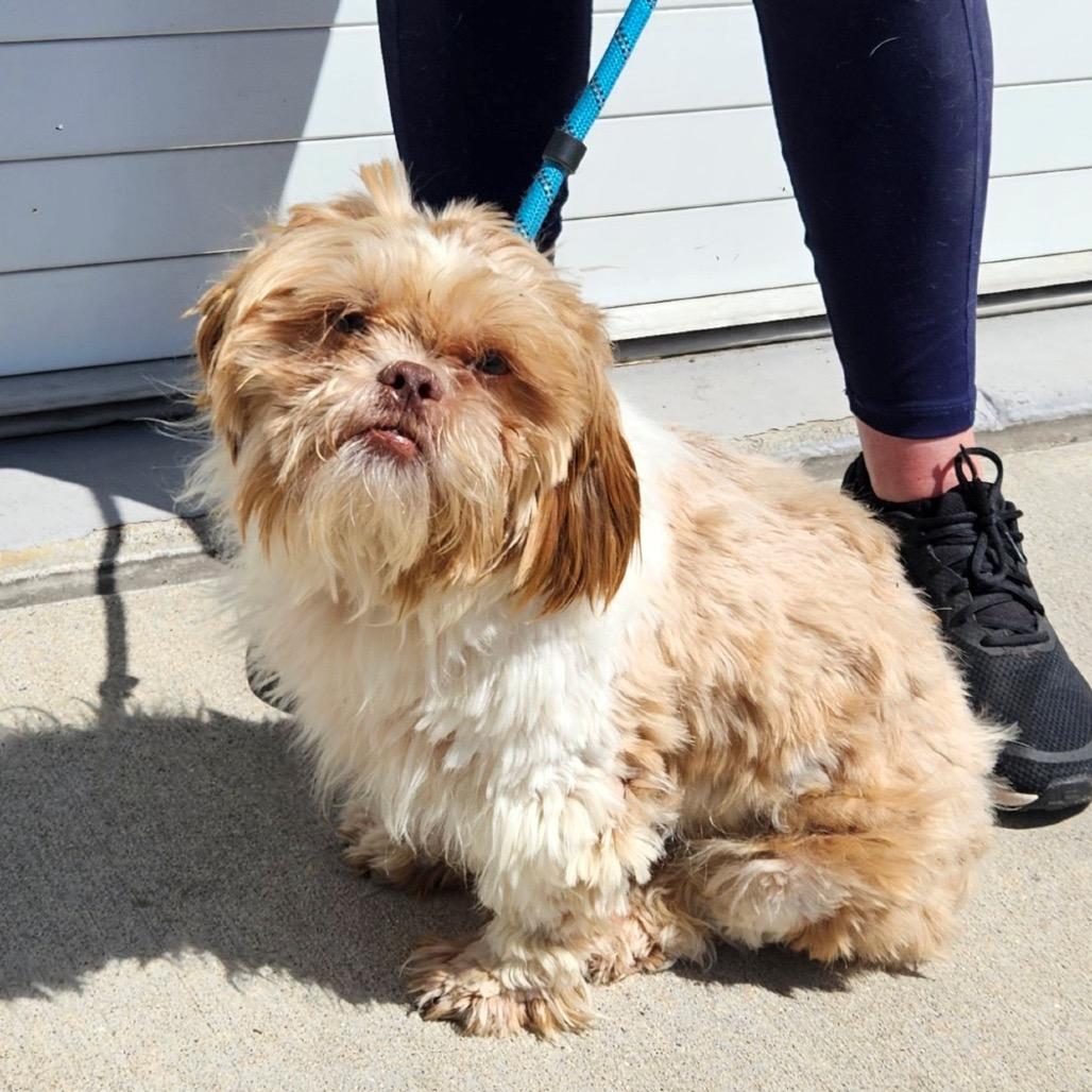 Toby, Adoptable, Adult Male Pekingese & Shih Tzu.