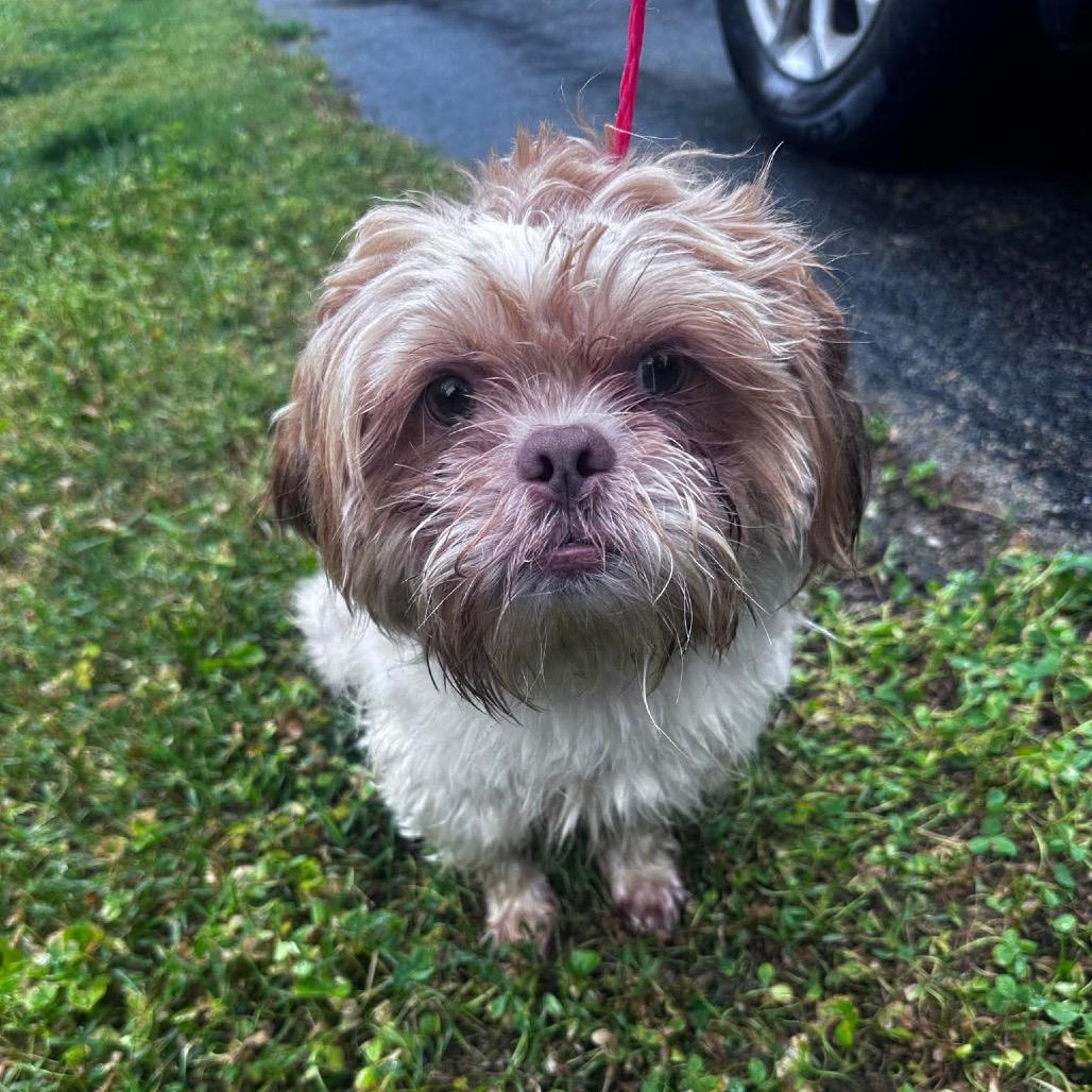 Toby, a Adoptable mixed breed in Prospect, KY image 2/4