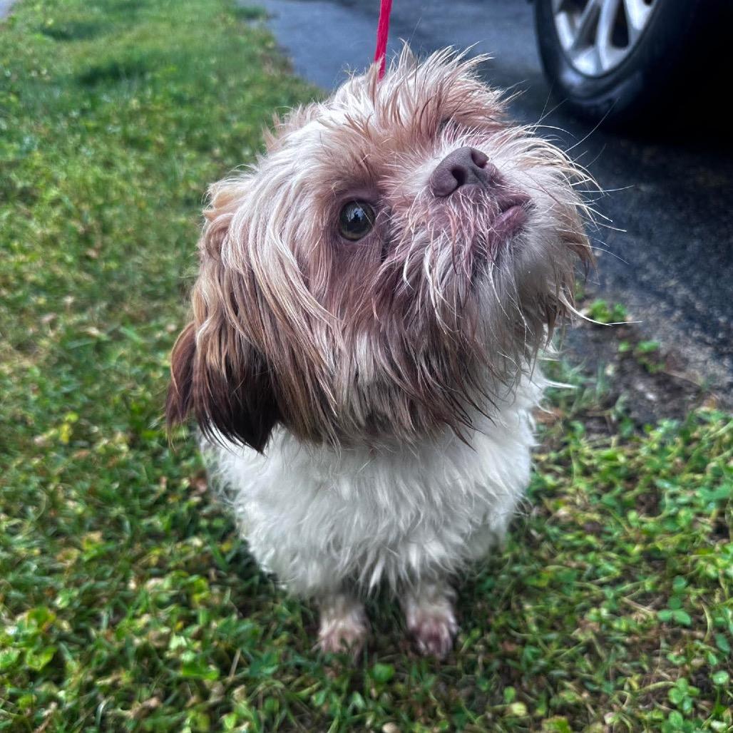 Toby, a Adoptable mixed breed in Prospect, KY image 3/4