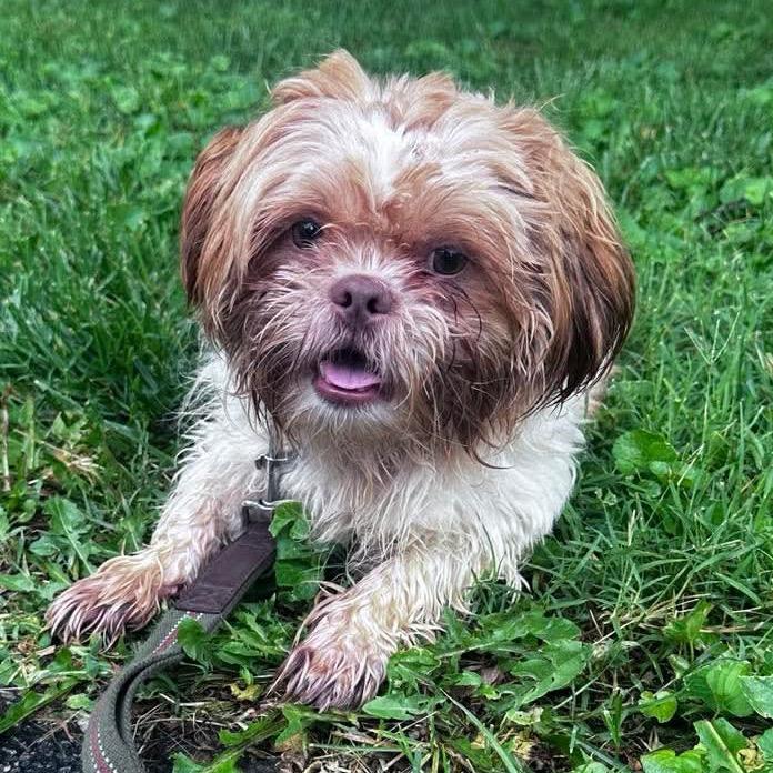 Toby, a Adoptable mixed breed in Prospect, KY image 4/4