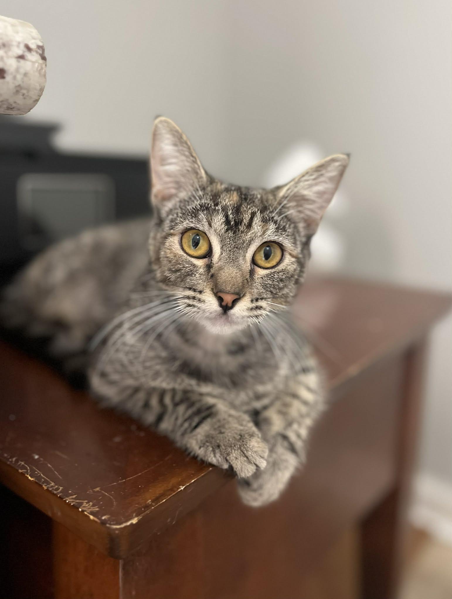 Flutter, Adoptable, Young Female Domestic Short Hair.