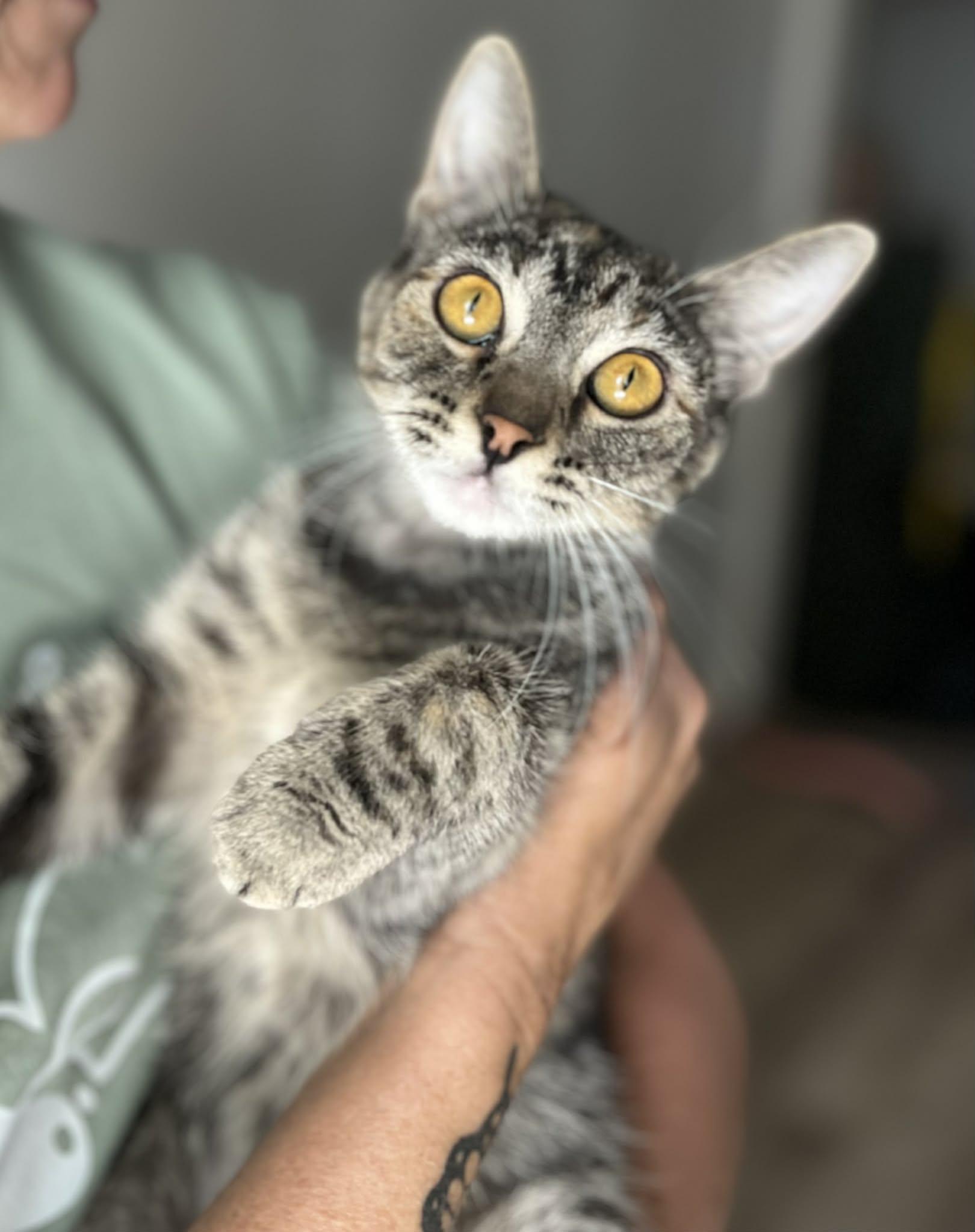 Flutter, a Adoptable Domestic Short Hair in Albany, NY image 6/6