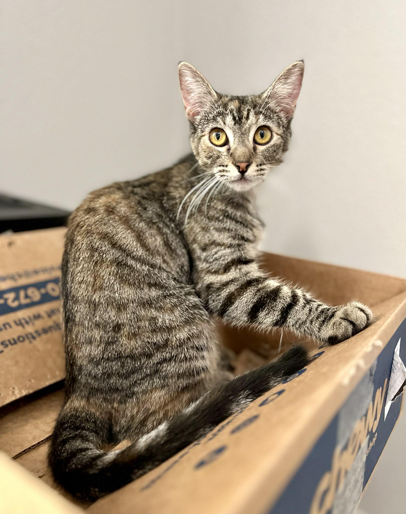 Flutter, a Adoptable Domestic Short Hair in Albany, NY image 2/6