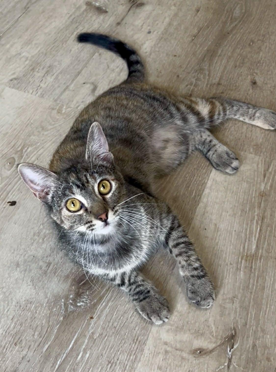 Flutter, a Adoptable Domestic Short Hair in Albany, NY image 5/6