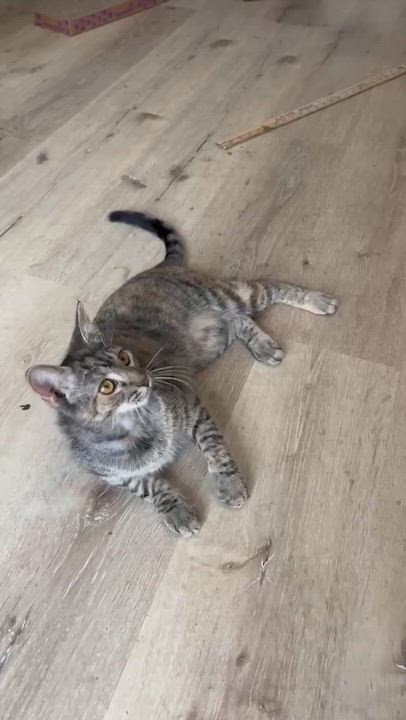 Enlarge Flutter, a Adoptable Domestic Short Hair in Albany, NY video 4/6