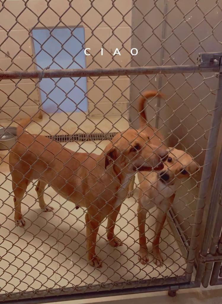 Enlarge Sweetie, a Adoptable mixed breed in Albany, GA image 1/4