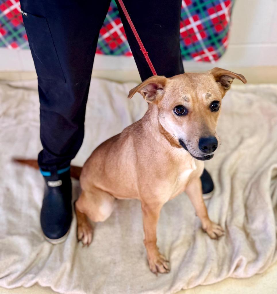 Enlarge Sweetie, a Adoptable mixed breed in Albany, GA image 2/4